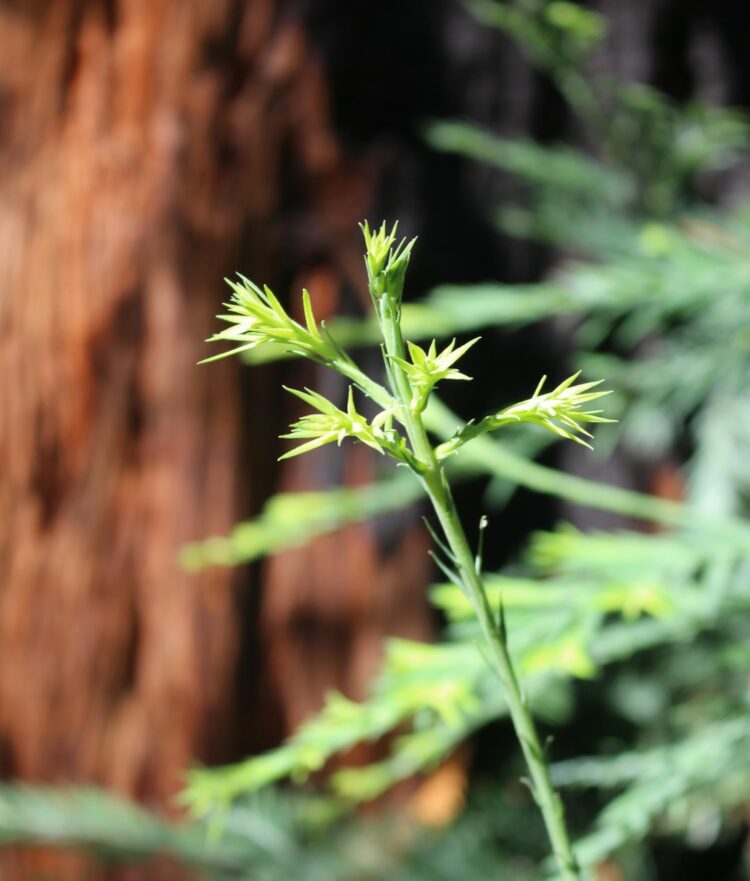 Redwood tree new growth